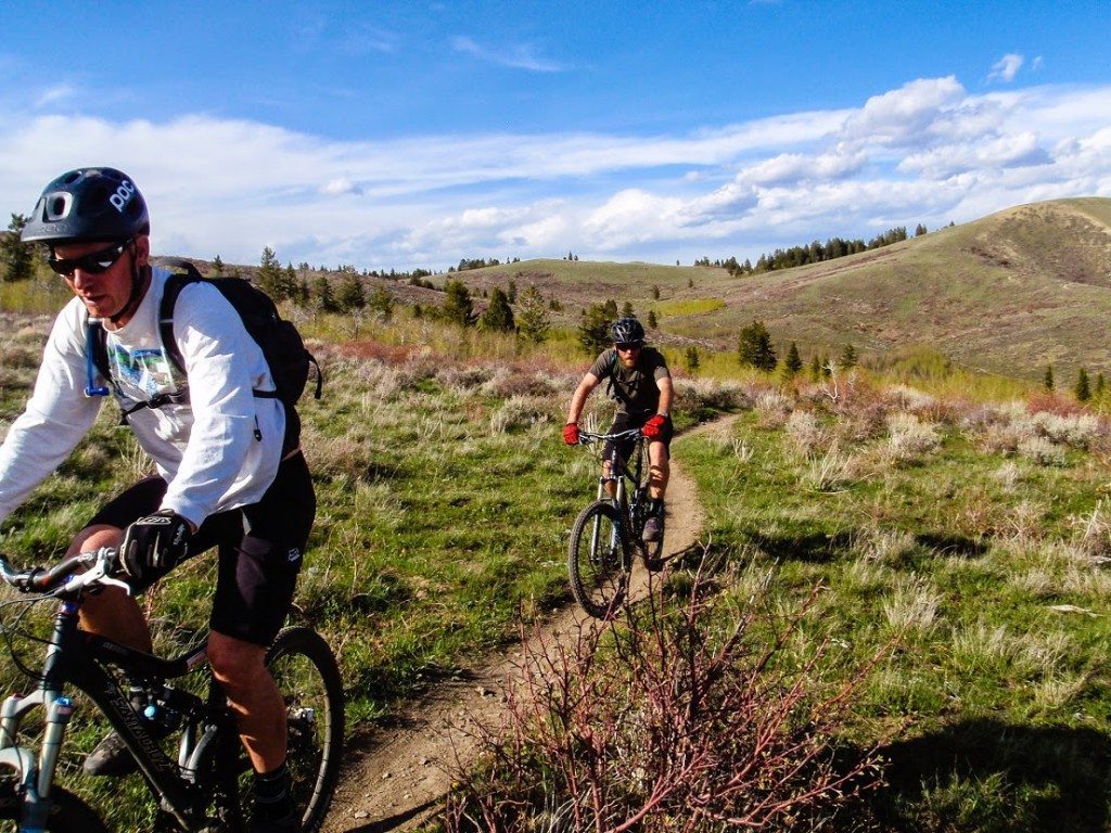 Bovine Gary and Ryan